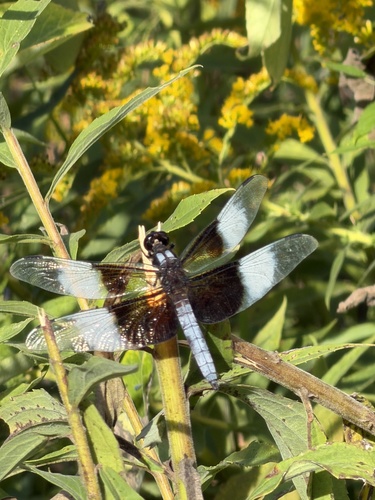 Widow Skimmer