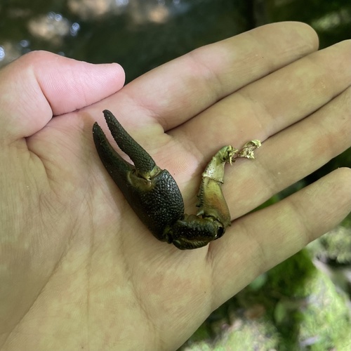 Signal Crayfish