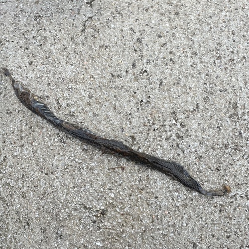 Iberian Grass Snake