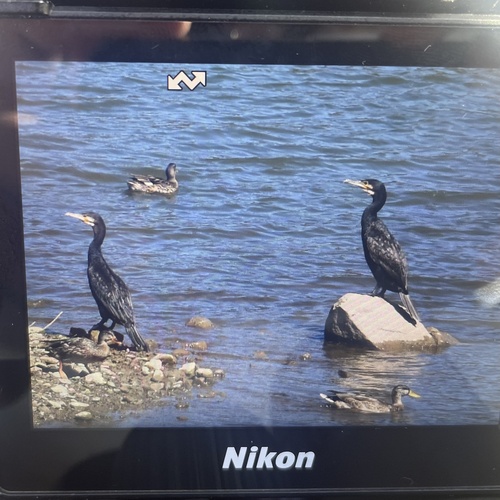 Great Cormorant