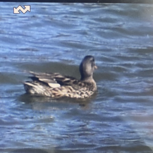 Gadwall
