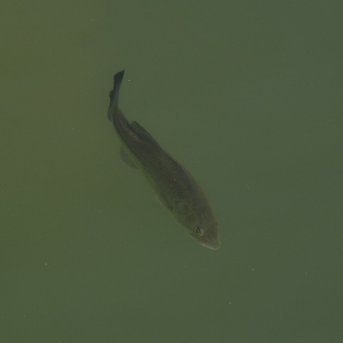 Largemouth Bass