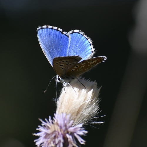 Adonis Blue