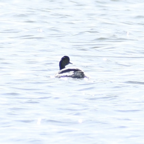 Eared Grebe