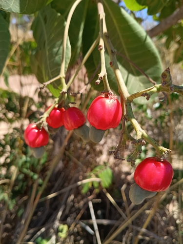 dwarf cashew nut