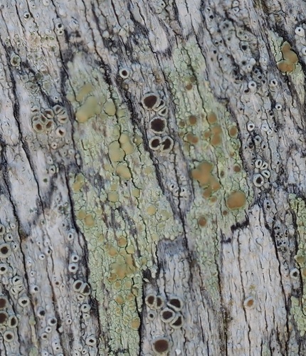 Fused Rim Lichen