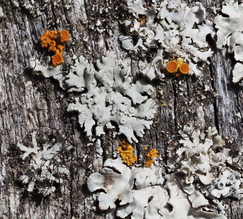 Pin-cushion Sunburst Lichen
