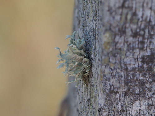 Oakmoss