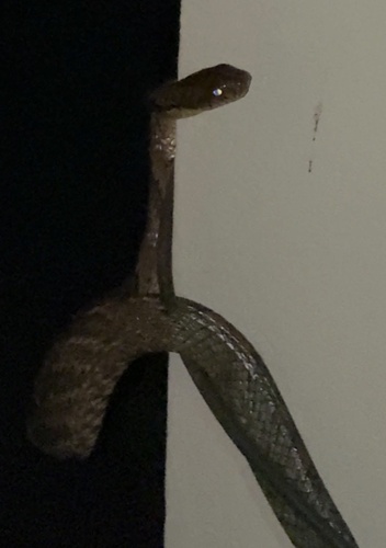 Amazon Puffing Snake