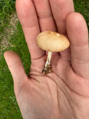fairy ring marasmius