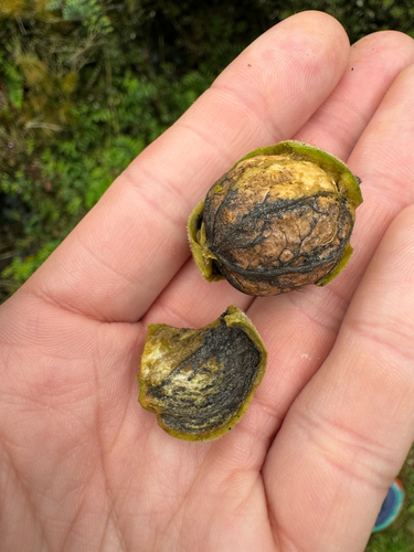 Persian walnut