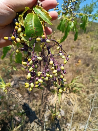 Ouratea hexasperma