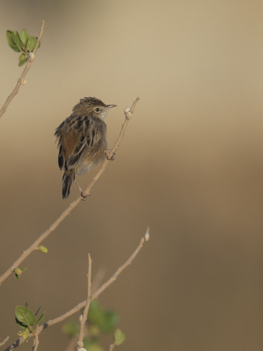 Zitting Cisticola