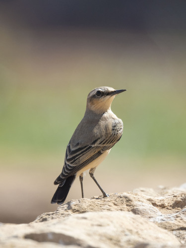 Northern Wheatear