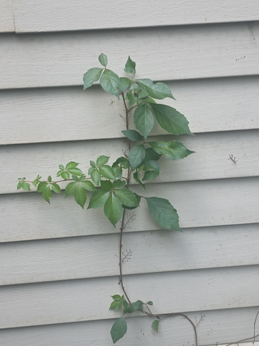 Virginia creeper
