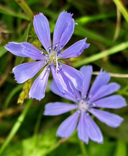 chicory
