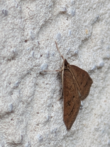 Celery Leaftier Moth