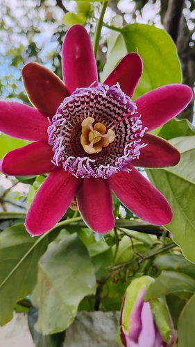 Winged-Stem Passion Flower