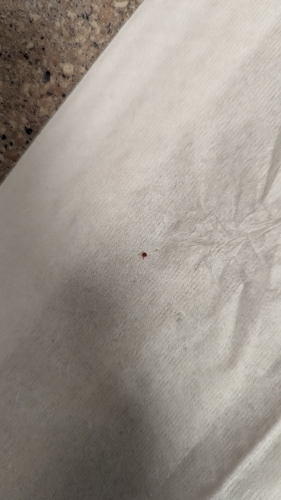 Lone Star Tick