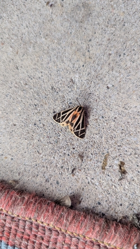 Harnessed Tiger Moth