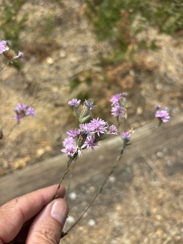 iNaturalist observation photo of Sierra lessingia