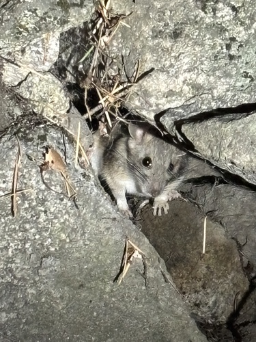 iNaturalist observation photo of Bushy-tailed Woodrat