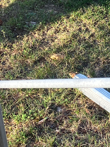 Eastern Chipmunk