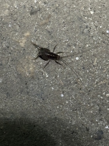 iNaturalist observation photo of Ceuthophilus