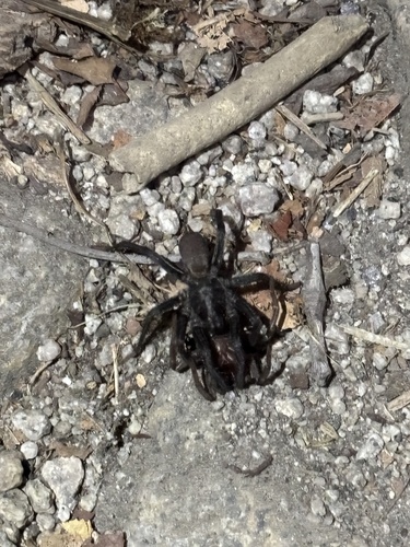 iNaturalist observation photo of False Tarantula