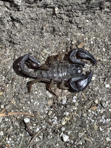 iNaturalist observation photo of Western Forest Scorpion