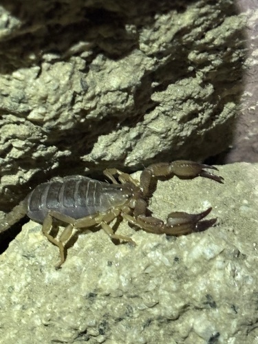 iNaturalist observation photo of Western Forest Scorpion