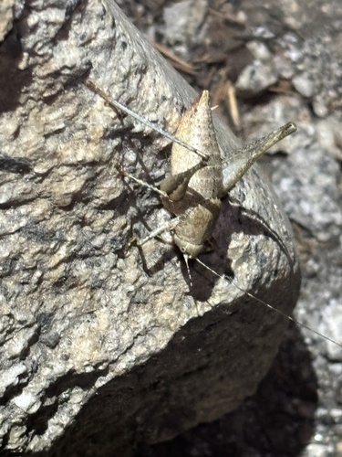 iNaturalist observation photo of Shieldback Katydids