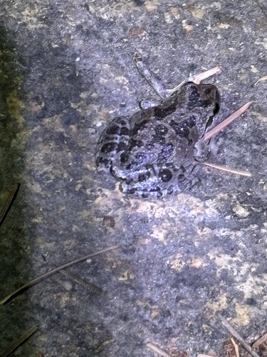 iNaturalist observation photo of Pacific chorus frog