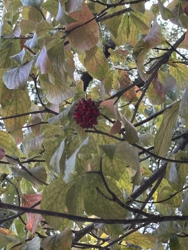 iNaturalist observation photo of Pacific Dogwood