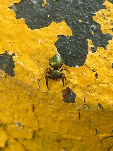 Messua limbata