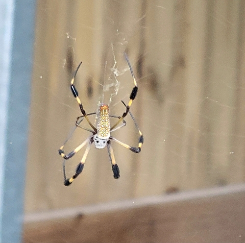 Golden Silk Spider