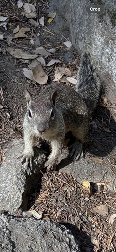 iNaturalist observation photo of California Ground Squirrel