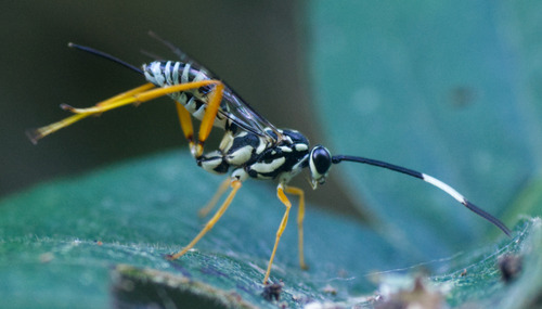 Cryptanura septentrionalis