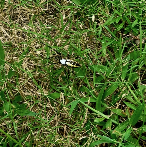 Yellow Garden Spider