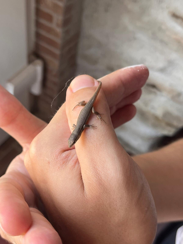 Large Psammodromus