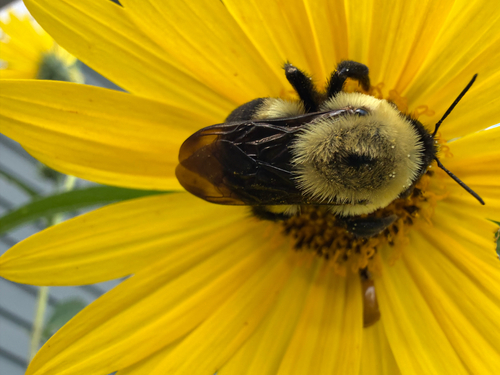 Brown-belted Bumble Bee