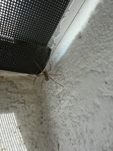 False Black Widow