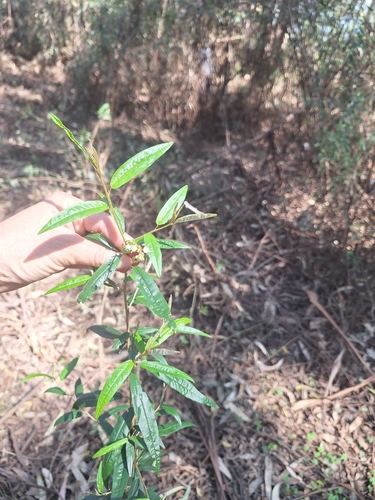 Croton uruguayensis