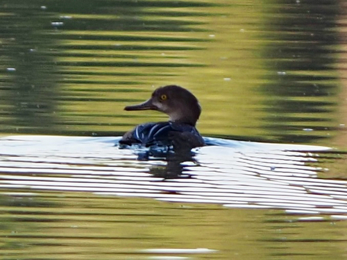 Hooded Merganser