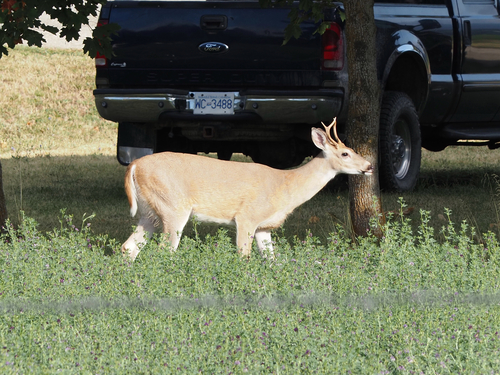 White-tailed Deer