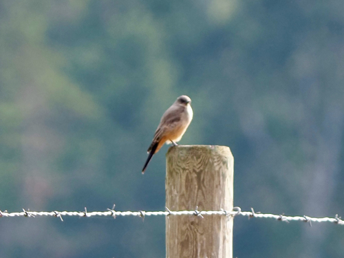 Say's Phoebe