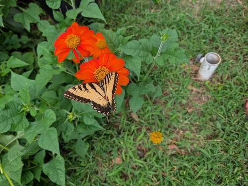 Eastern Tiger Swallowtail