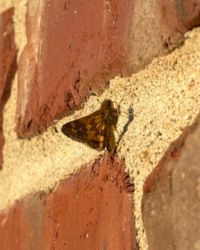 Peck's Skipper