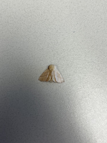 Forest Tent Caterpillar Moth