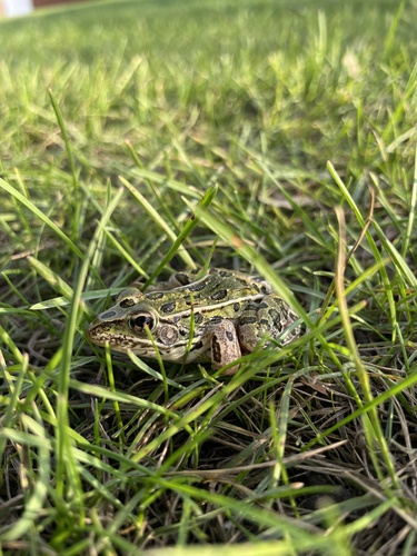 Northern Leopard Frog